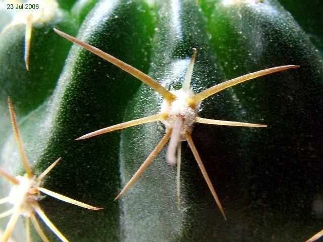 Lobivia _tegeleriana _BLMT531.04 _(Echinopsis tegeleriana) _03